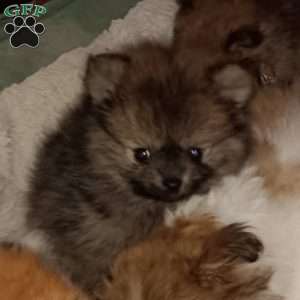 Teeny Tiny Twinkle Toes, Pomeranian Puppy